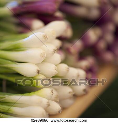 Stock Photograph - Close up of garden fresh onions. Fotosearch