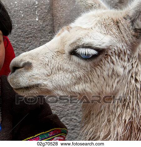 Close-up of llama (Lama glama), Cuzco, Peru View Large Photo Image Stock Photo - Close-up of llama (Lama glama), Cuzco, Peru. Fotosearch