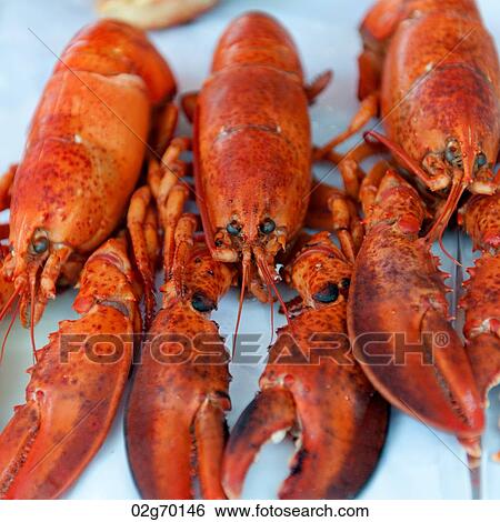 Close-up of lobsters at a market stall, Bergen, Norway View Large Photo Image Stock Photograph - Close-up of lobsters at a market stall, Bergen, Norway. Fotosearch