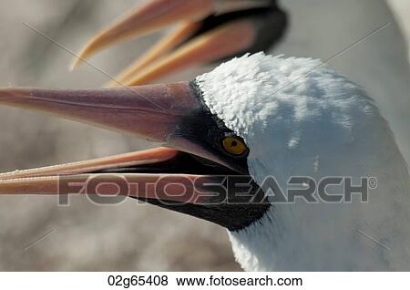 Close-up of Nazca booby (Sula granti), Prince Philip's Steps, Genovesa Island, Galapagos Islands, Ecuador View Large Photo Image Stock Photo - Close-up of Nazca booby (Sula granti), Prince Philip's Steps, Genovesa Island, Galapagos Islands, Ecuador. Fotosearch