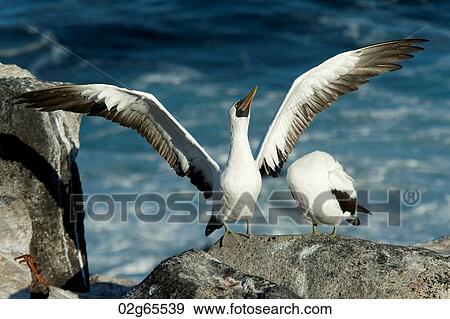 Close-up of Nazca Booby (Sula granti) on a coast, Punta Suarez, Espanola Island, Galapagos Islands, Ecuador View Large Photo Image Stock Photo - Close-up of Nazca Booby (Sula granti) on a coast, Punta Suarez, Espanola Island, Galapagos Islands, Ecuador. Fotosearch