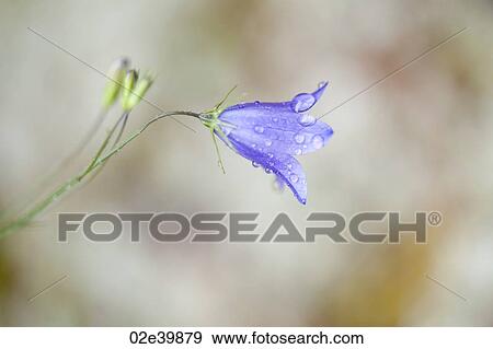 Stock Photo - Close up of purple wildflower at Lake of the Woods, Ontario. Fotosearch