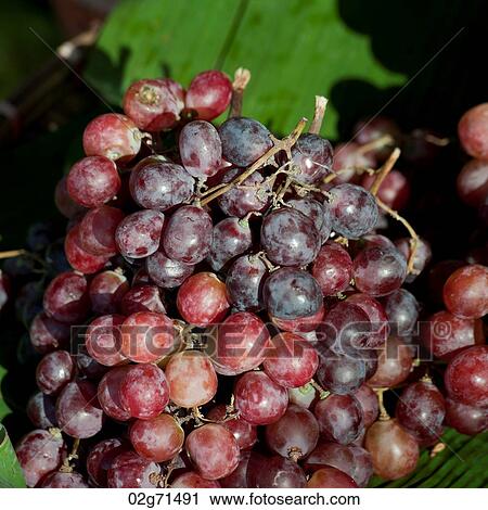 Close-up of red grapes, Chiang Mai, Thailand View Large Photo Image Stock Image - Close-up of red grapes, Chiang Mai, Thailand. Fotosearch