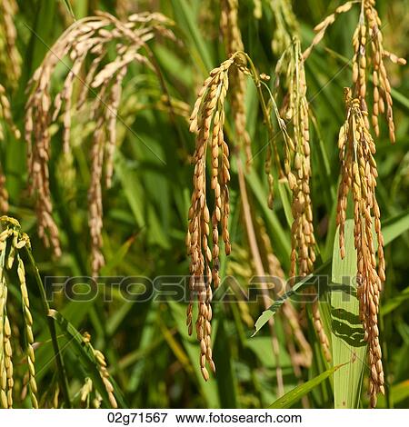 Close-up of rice crop in a field, Thailand View Large Photo Image Stock Photo - Close-up of rice crop in a field, Thailand. Fotosearch
