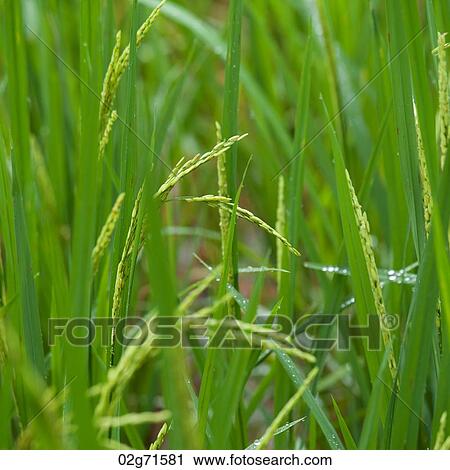 Close-up of rice grains in field, Thailand View Large Photo Image Stock Image - Close-up of rice grains in field, Thailand. Fotosearch