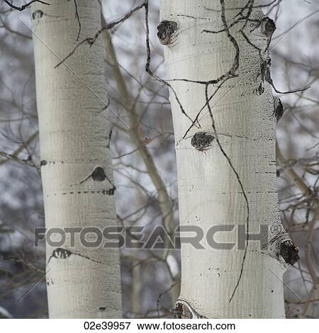 Stock Photo - Close up of tree trunk in Vail, Colorado. Fotosearch