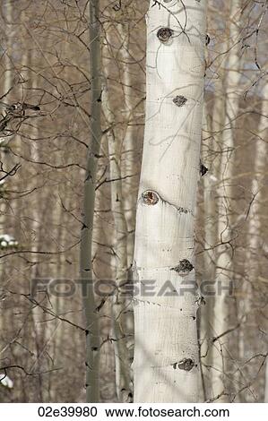 Close up of trees in Vail, Colorado View Large Photo Image Stock Image - Close up of trees in Vail, Colorado. Fotosearch