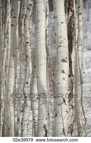 Stock Photo - Close up of trees in Vail, Colorado. Fotosearch