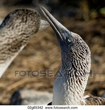 Close-up of two Blue-Footed boobies (Sula nebouxii), Punta Suarez, Espanola Island, Galapagos Islands, Ecuador View Large Photo Image Stock Image - Close-up of two Blue-Footed boobies (Sula nebouxii), Punta Suarez, Espanola Island, Galapagos Islands, Ecuador. Fotosearch