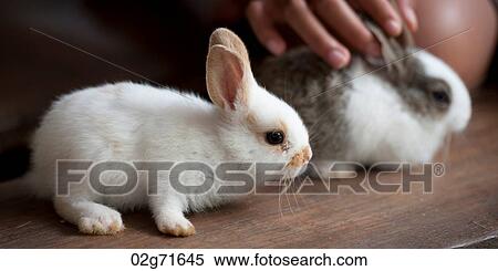 Close-up of two pet baby rabbits, Thailand View Large Photo Image Stock Photography - Close-up of two pet baby rabbits, Thailand. Fotosearch