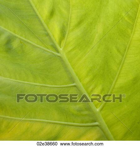 Close up of vegetation in Costa Rica View Large Photo Image Stock Image - Close up of vegetation in Costa Rica. Fotosearch