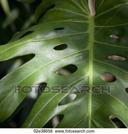 Close up of vegetation in Costa Rica View Large Photo Image Stock Photo - Close up of vegetation in Costa Rica. Fotosearch