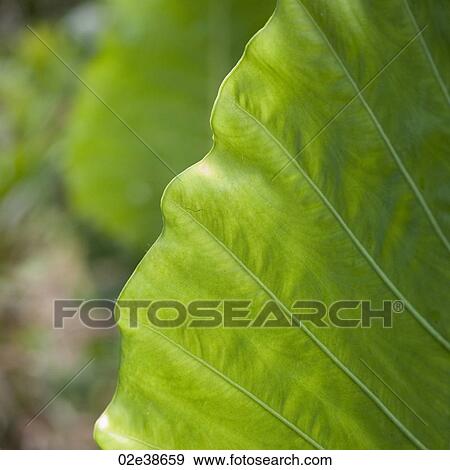 Close up of vegetation in Costa Rica View Large Photo Image Stock Photo - Close up of vegetation in Costa Rica. Fotosearch