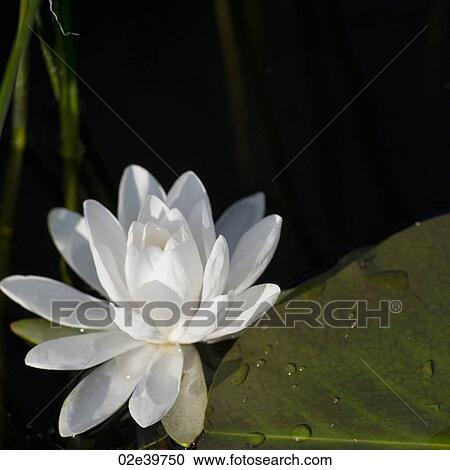 Stock Image - Close up of water lily at Lake of the Woods, Ontario. Fotosearch