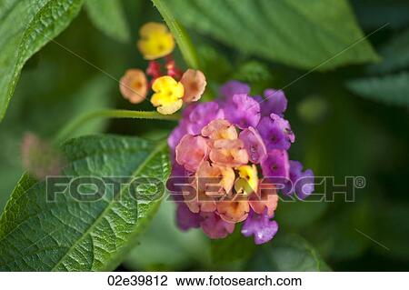 Close up of wildflower at Lake of the Woods, Ontario View Large Photo Image Stock Image - Close up of wildflower at Lake of the Woods, Ontario. Fotosearch