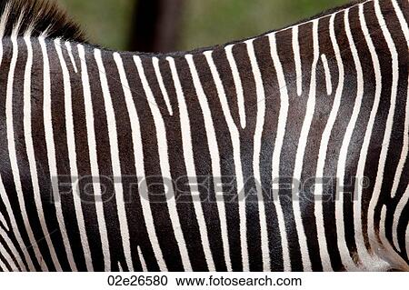 Stock Image - Close-up of zebra's stripes. Fotosearch