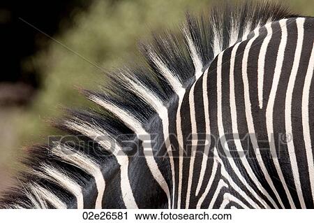Close-up of zebra's stripes View Large Photo Image Stock Image - Close-up of zebra's stripes. Fotosearch