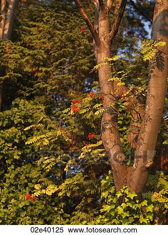 Close up on a tree in Vancouver, British Columbia, Canada View Large Photo Image Stock Photography - Close up on a tree in Vancouver, British Columbia, Canada. Fotosearch