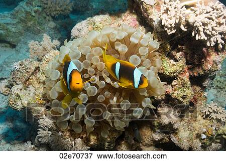 Clownfish View Large Photo Image Stock Photo - Clownfish. Fotosearch