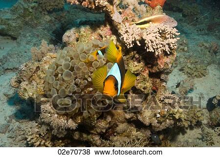 Clownfish View Large Photo Image Stock Photo - Clownfish. Fotosearch
