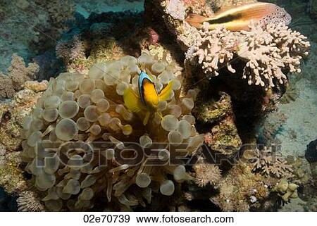 Stock Photo - Clownfish4. Fotosearch