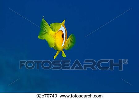 Stock Image - Clownfish5. Fotosearch