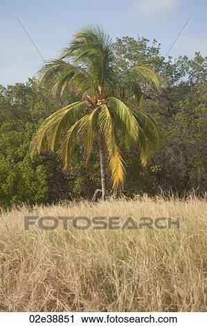 Coconut palm on the forest edge of a grass meadow View Large Photo Image Stock Image - Coconut palm on the forest edge of a grass meadow. Fotosearch
