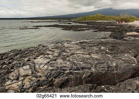 Stock Image - Colony of Marine iguanas (Amblyrhynchus cristatus), Punta Espinoza, Fernandina Island, Galapagos Islands, Ecuador. Fotosearch