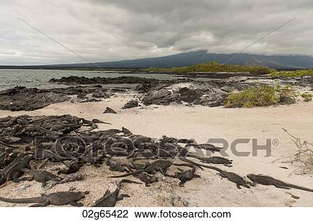 Colony of Marine iguanas (Amblyrhynchus cristatus), Punta Espinoza, Fernandina Island, Galapagos Islands, Ecuador View Large Photo Image Stock Image - Colony of Marine iguanas (Amblyrhynchus cristatus), Punta Espinoza, Fernandina Island, Galapagos Islands, Ecuador. Fotosearch