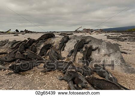 Colony of Marine iguanas (Amblyrhynchus cristatus), Punta Espinoza, Fernandina Island, Galapagos Islands, Ecuador View Large Photo Image Stock Photo - Colony of Marine iguanas (Amblyrhynchus cristatus), Punta Espinoza, Fernandina Island, Galapagos Islands, Ecuador. Fotosearch