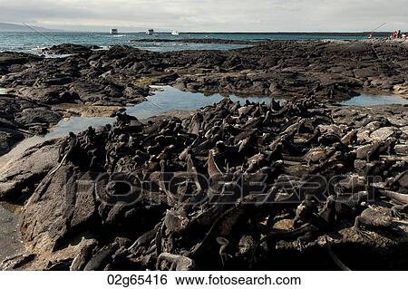 Colony of Marine iguanas (Amblyrhynchus cristatus), Punta Espinoza, Fernandina Island, Galapagos Islands, Ecuador View Large Photo Image Stock Photograph - Colony of Marine iguanas (Amblyrhynchus cristatus), Punta Espinoza, Fernandina Island, Galapagos Islands, Ecuador. Fotosearch
