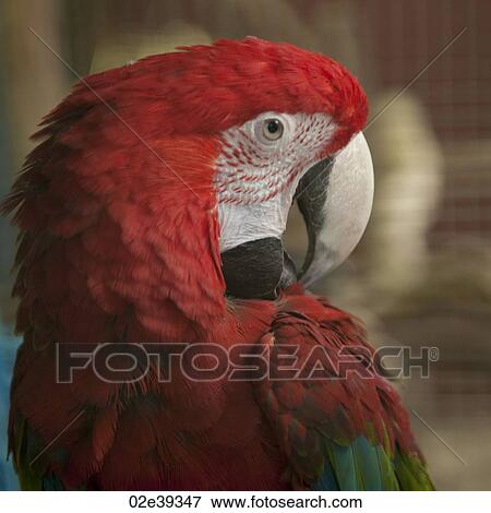Stock Photo - Colourful parrot. Fotosearch