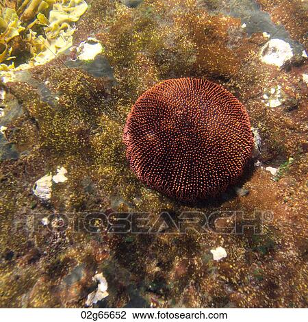 Coral underwater, Tagus Cove, Isabela Island, Galapagos Islands, Ecuador View Large Photo Image Stock Image - Coral underwater, Tagus Cove, Isabela Island, Galapagos Islands, Ecuador. Fotosearch