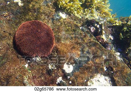 Coral underwater, Tagus Cove, Isabela Island, Galapagos Islands, Ecuador View Large Photo Image Stock Photograph - Coral underwater, Tagus Cove, Isabela Island, Galapagos Islands, Ecuador. Fotosearch