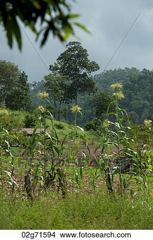Corn field, Chiang Dao, Chiang Mai Province, Thailand View Large Photo Image Picture - Corn field, Chiang Dao, Chiang Mai Province, Thailand. Fotosearch