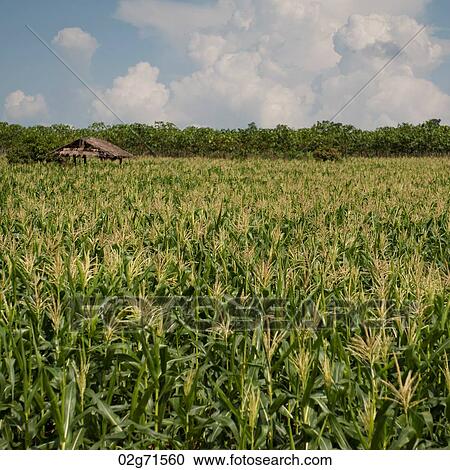 Corn field, Chiang Dao, Chiang Mai Province, Thailand View Large Photo Image Stock Image - Corn field, Chiang Dao, Chiang Mai Province, Thailand. Fotosearch