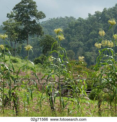 Corn field, Chiang Dao, Chiang Mai Province, Thailand View Large Photo Image Stock Photograph - Corn field, Chiang Dao, Chiang Mai Province, Thailand. Fotosearch