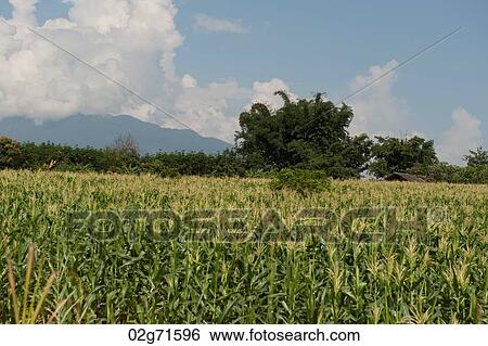 Corn field, Chiang Dao, Chiang Mai Province, Thailand View Large Photo Image Stock Photograph - Corn field, Chiang Dao, Chiang Mai Province, Thailand. Fotosearch