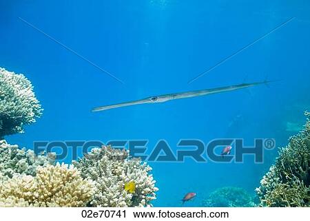 Stock Image - Cornetfish. Fotosearch