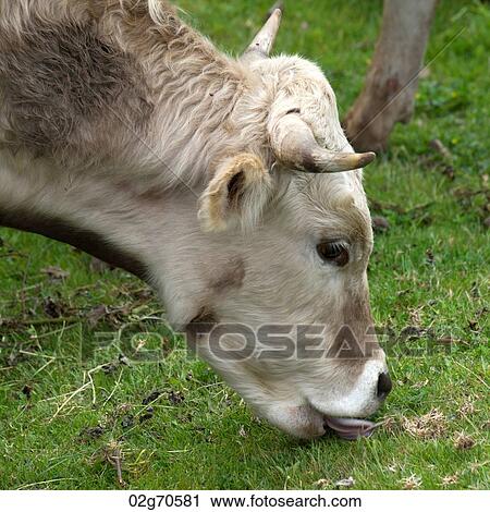 Cow grazing in a field, Sacred Valley, Cusco Region, Peru View Large Photo Image Stock Image - Cow grazing in a field, Sacred Valley, Cusco Region, Peru. Fotosearch