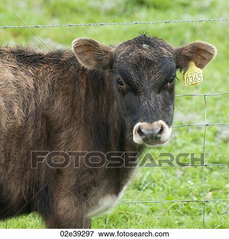 Cow with ear tag 365 next to wire fence in pasture View Large Photo Image Stock Photo - Cow with ear tag 365 next to wire fence in pasture. Fotosearch