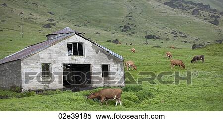 Cowshed on rugged hillside with cattle View Large Photo Image Stock Photography - Cowshed on rugged hillside with cattle. Fotosearch