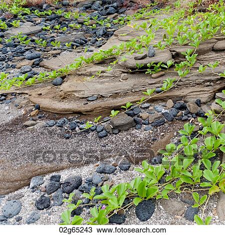 Stock Image - Creepers on rocks, Puerto Egas, Santiago Island, Galapagos Islands, Ecuador. Fotosearch
