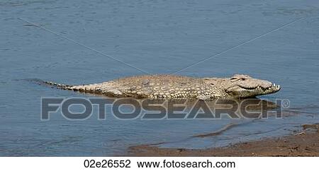 Crocodile wildlife in Kenya View Large Photo Image Stock Image - Crocodile wildlife in Kenya. Fotosearch