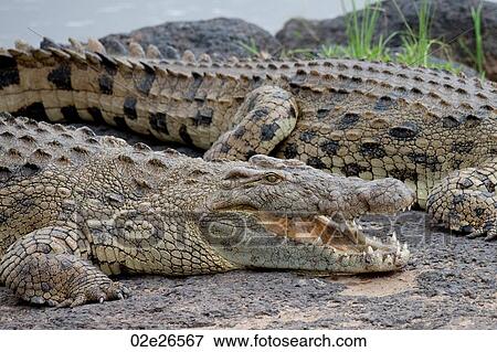 Stock Photo - Crocodile wildlife in Kenya. Fotosearch