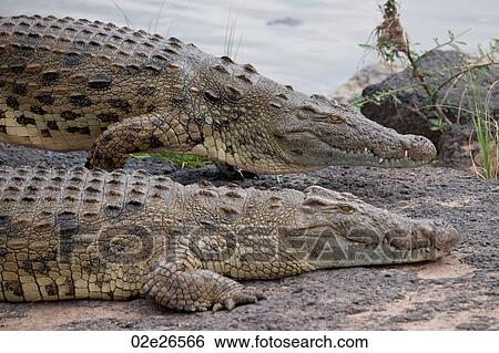 Crocodile wildlife in Kenya View Large Photo Image Stock Photograph - Crocodile wildlife in Kenya. Fotosearch