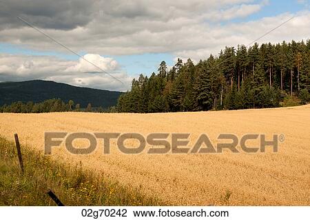 Crop in a field, Highlands, Norway View Large Photo Image Stock Image - Crop in a field, Highlands, Norway. Fotosearch