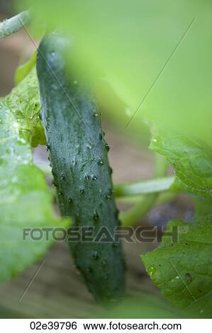 Cucumber growing in a garden at Lake of the Woods, Ontario View Large Photo Image Stock Photograph - Cucumber growing in a garden at Lake of the Woods, Ontario. Fotosearch