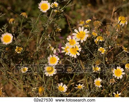 Daises growing in Rhodes Greece View Large Photo Image Stock Image - Daises growing in Rhodes Greece. Fotosearch