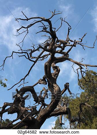 Dead tree at the Imperial Garden, Forbidden City, Beijing, China View Large Photo Image Stock Image - Dead tree at the Imperial Garden, Forbidden City, Beijing, China. Fotosearch